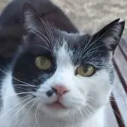 momoの画像