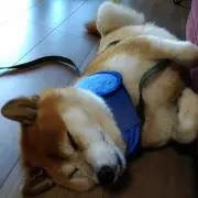 ちるの画像