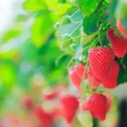 strawberry♡moon☆の画像
