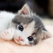 maikoの画像
