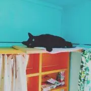 くろの画像