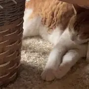 リョん