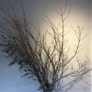 daisukeの画像