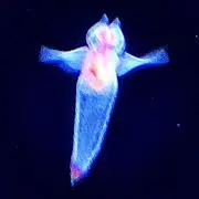 クリオネの画像