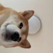 ひまの画像