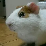 ゆうともプロフ必読
