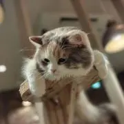 mel‪の画像