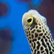 Ozの画像