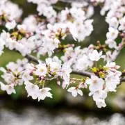 櫻井の画像