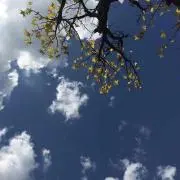 プランツ