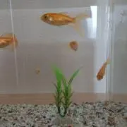 グミの画像