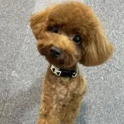 ニコ