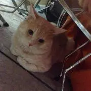 egah