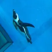 みかん缶の画像
