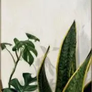 kou.