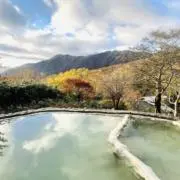 オリーブの画像