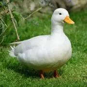 断捨離中【アヒル】の画像