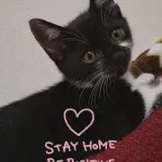 ゆっこのり