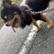 わんこ
