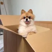 くんたの画像