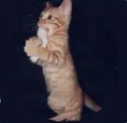 はるの画像
