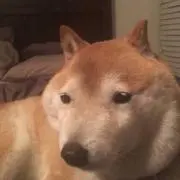elinkiの画像