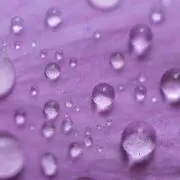 あおい