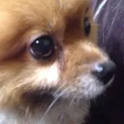matya
