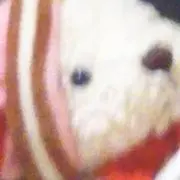 ねこの画像