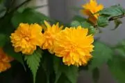 やまぶき