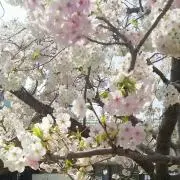 ふたばの画像