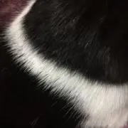 やいちの画像