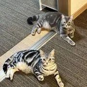 みきの画像