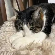 a．の画像