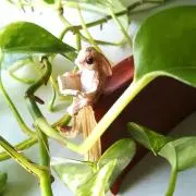 まきばの画像