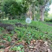 ナオヤの画像