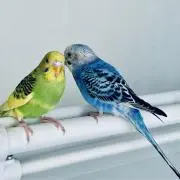 みの画像