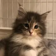のる