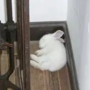 yuyuの画像