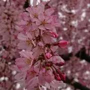 桜※コメント前購入前にプロフ要確認お願いの画像