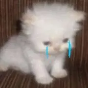 ᐪ-ᐪの画像