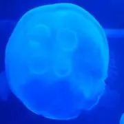 manoの画像