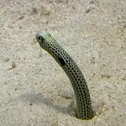 ひろひろの画像