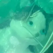 にゃんたの画像