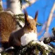 pinetreeの画像