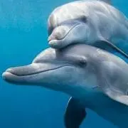 みぃの画像