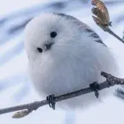 しまのもりの画像