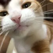 わーにゃの画像
