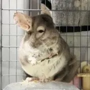 はるるんの画像