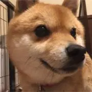no&uoの画像